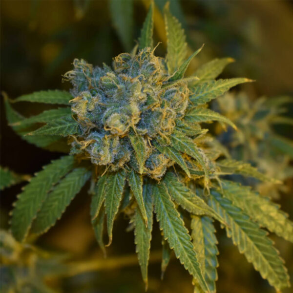 Cherry Punch Auto de Philosopher