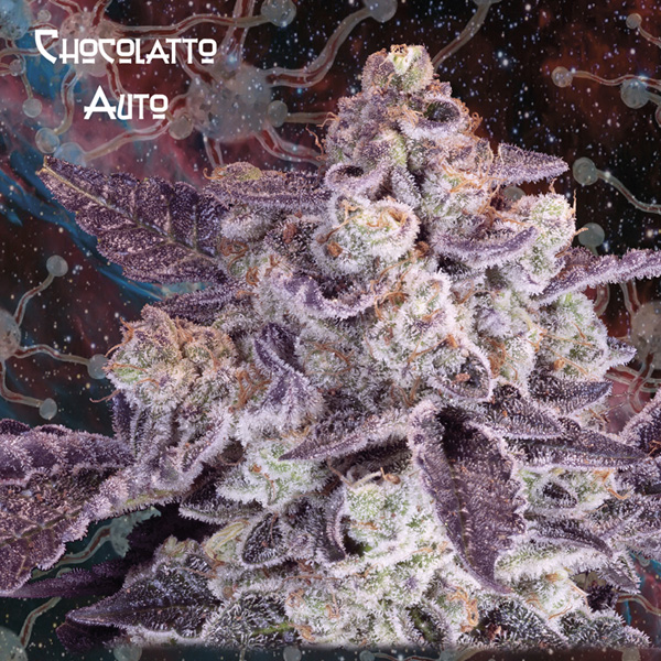 Chocolatto Auto de Geneseeds Y Nemeseeds