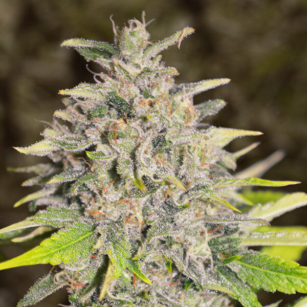 Chocolope Auto de High Speed Buds