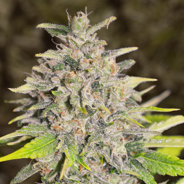 Chocolope Auto de High Speed Buds
