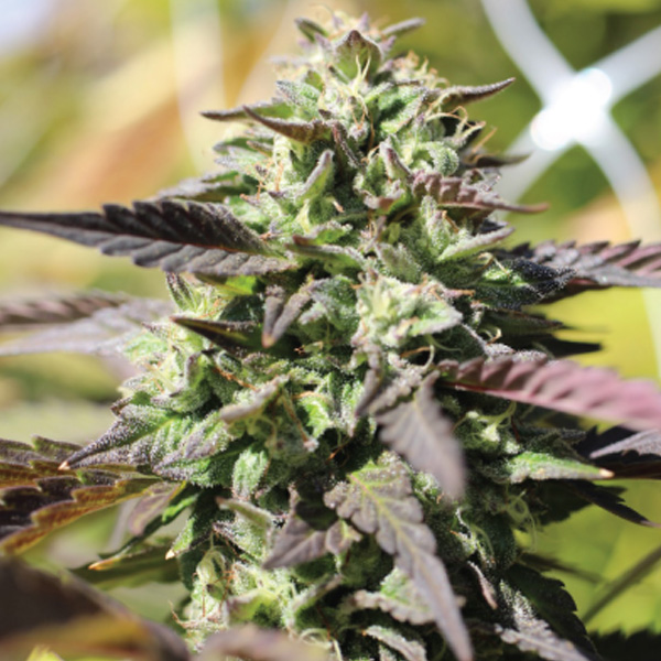 Chunkadelic Auto de Humboldt Seeds Company