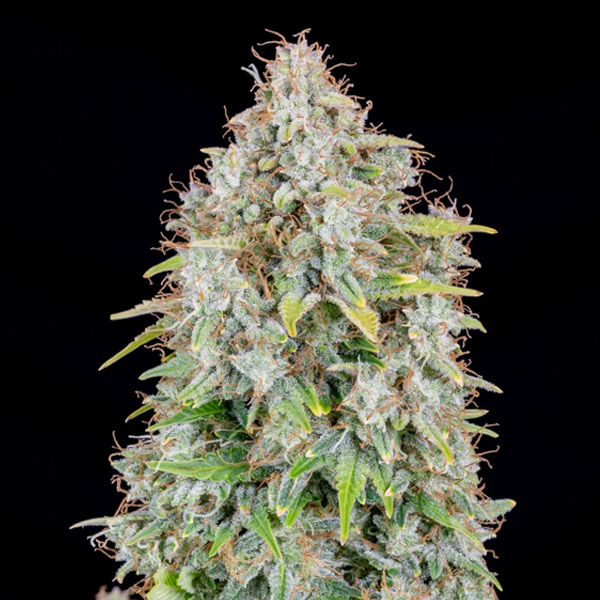 Cinderella Auto de Fast Buds