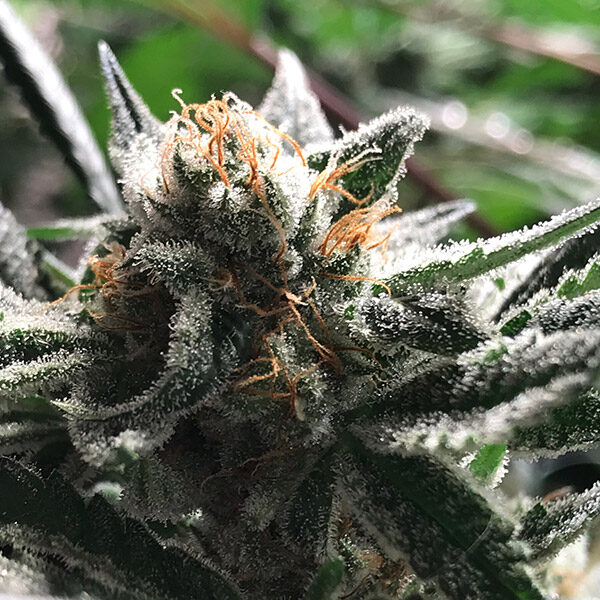 Condor Auto de R-kiem Seeds