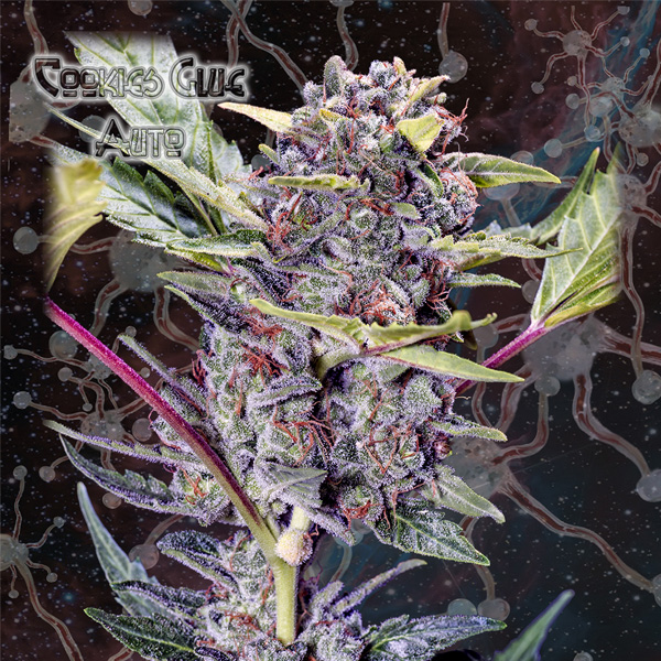 Cookies Glue Auto de Geneseeds Y Nemeseeds