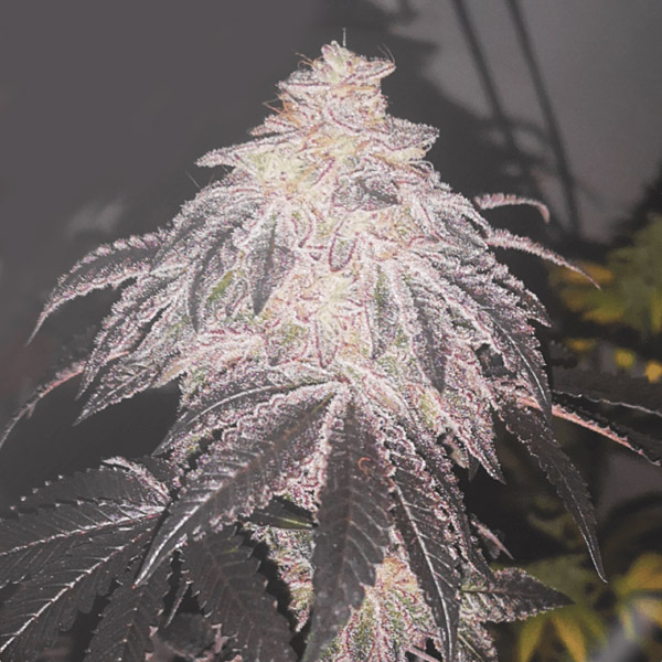 Cookies Sherbet Auto de Medical Seeds
