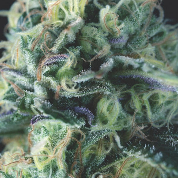 Cookies Usa Auto de Pyramid Seeds