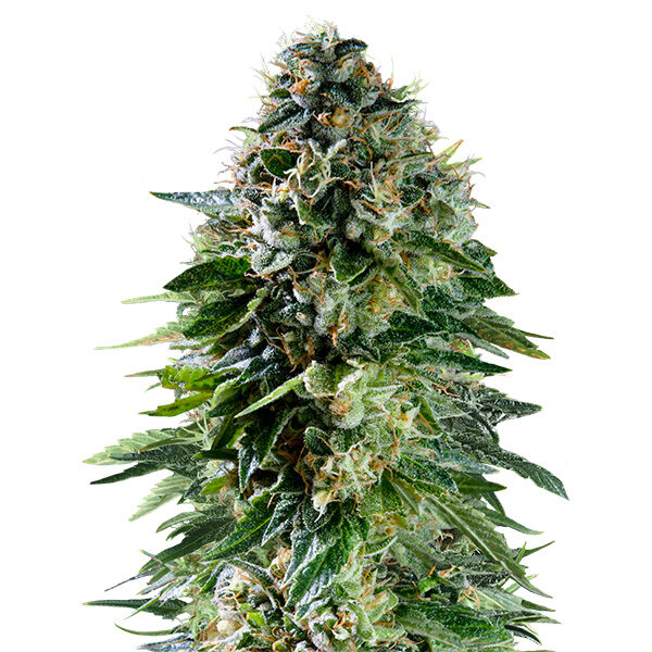 Corkscrew Auto de Royal Queen