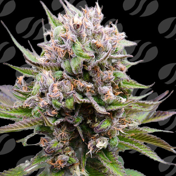 Cotton Berry Rush Auto de Original Sensible Seeds