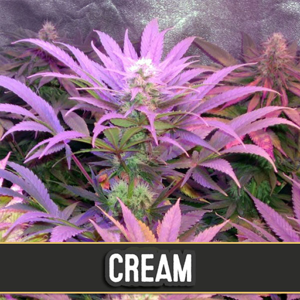 Cream Auto de Blimburn Seeds