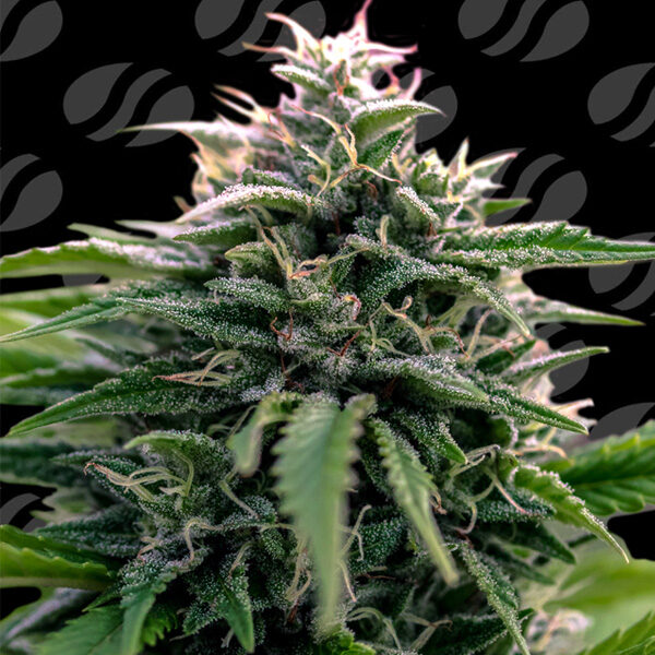 Creamzilla Auto de Original Sensible Seeds