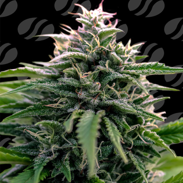 Creamzilla Auto de Original Sensible Seeds