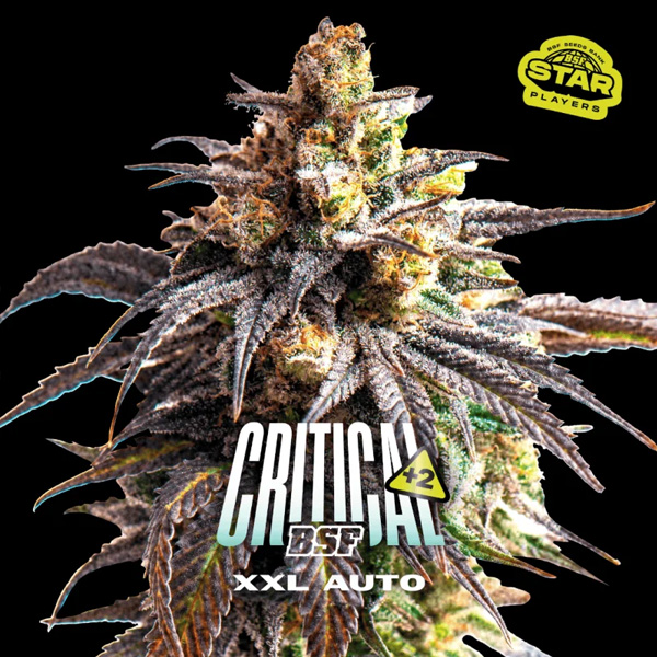 Critical +2 XXL Auto de Bsf Seeds