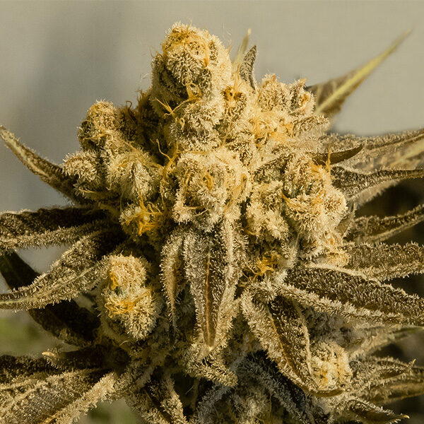 Critical Glue #4 Auto de High Speed Buds