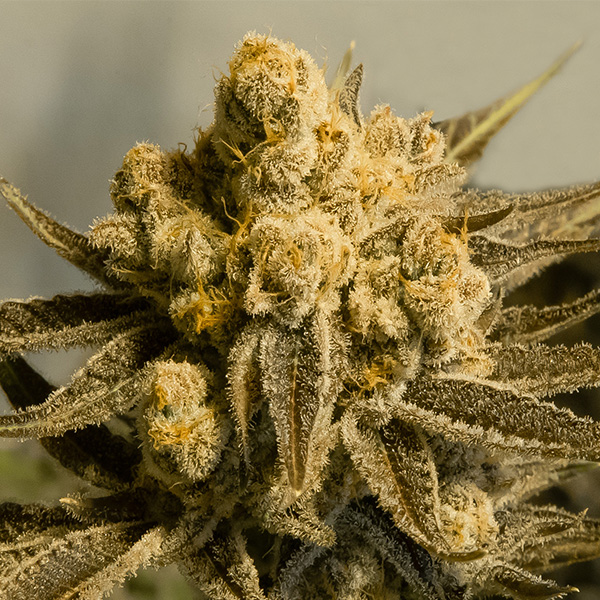 Critical Glue #4 Auto de High Speed Buds