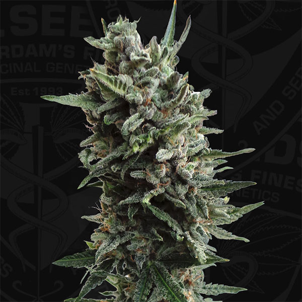 Critical Hog Auto de T.h. Seeds