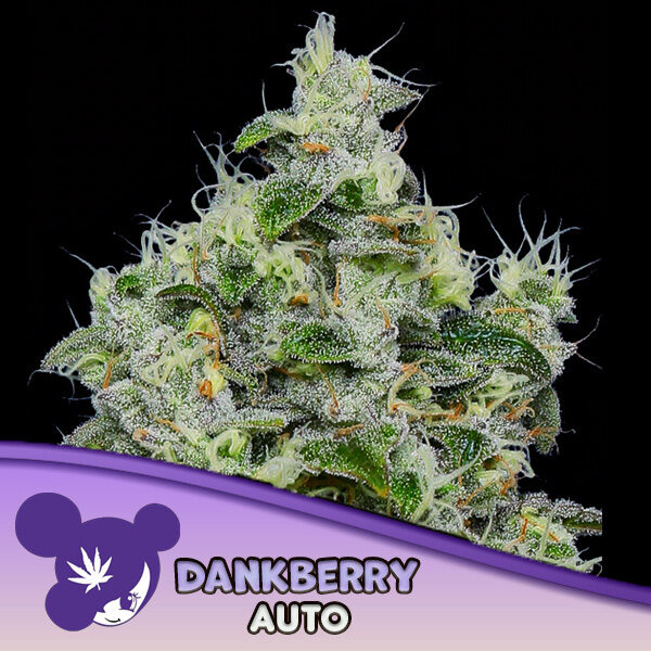 Dankberry Auto de Anesia Seeds