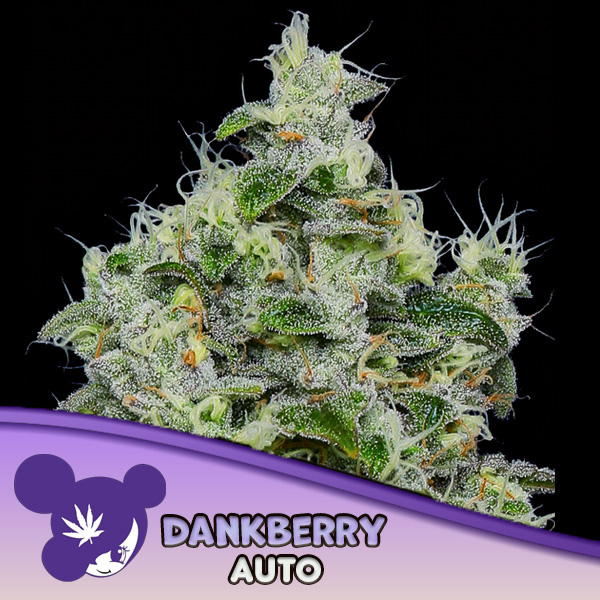 Dankberry Auto de Anesia Seeds