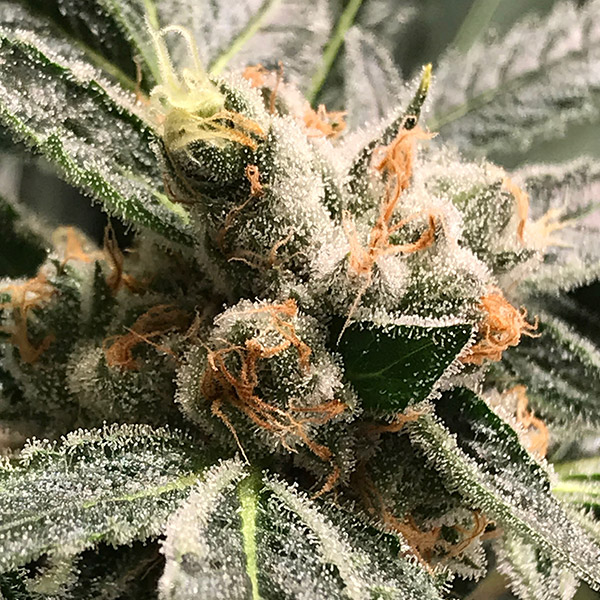 Dark Kush Auto de R-kiem Seeds