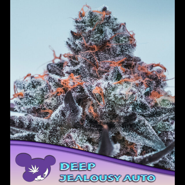 Deep Jealousy Auto de Anesia Seeds