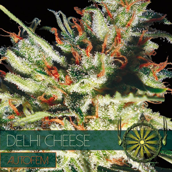 Delhi Cheese Auto de Vision Seeds
