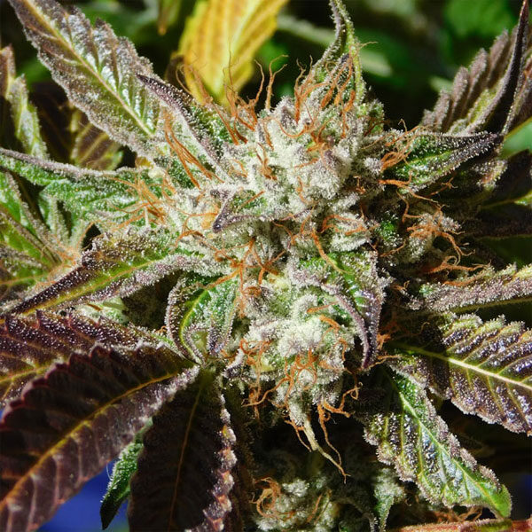 Do Si Dos Auto de Original Sensible Seeds