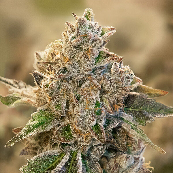 Do Si Face Auto de High Speed Buds