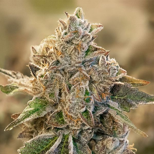 Do Si Face Auto de High Speed Buds