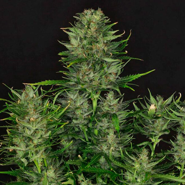 Dosidos Auto de Kannabia Seeds