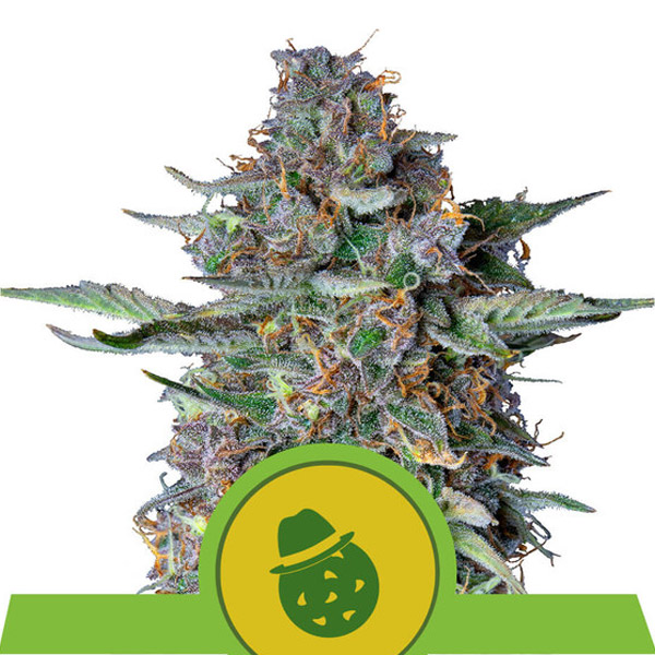 Dosidos Auto de Royal Queen
