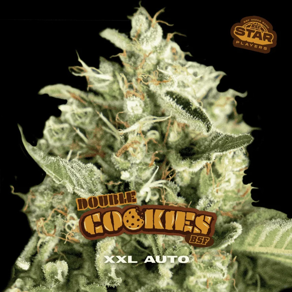 Double Cookies Auto de Bsf Seeds