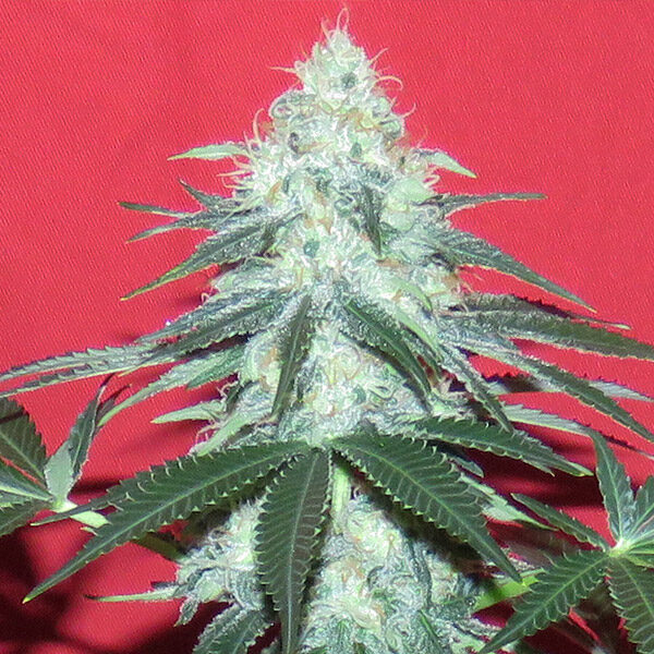 Douce Nuit Auto de French Touch Seeds