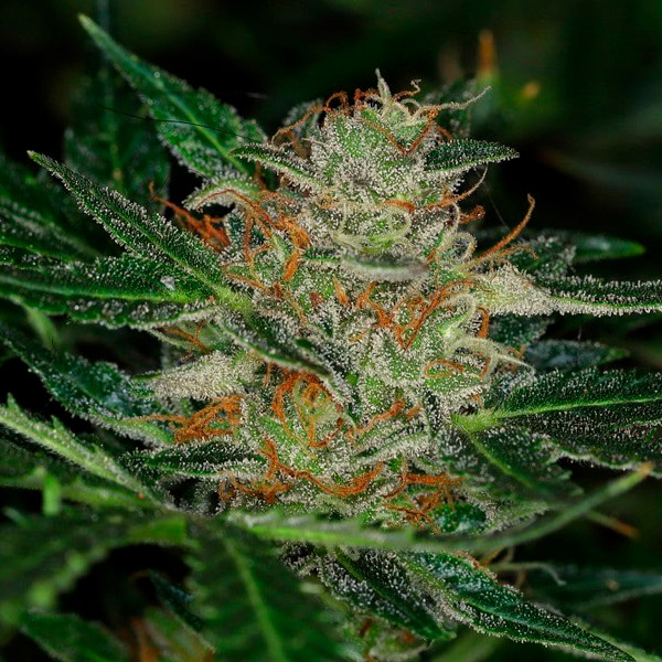 Dream Sherbet Auto de Kannabia Seeds