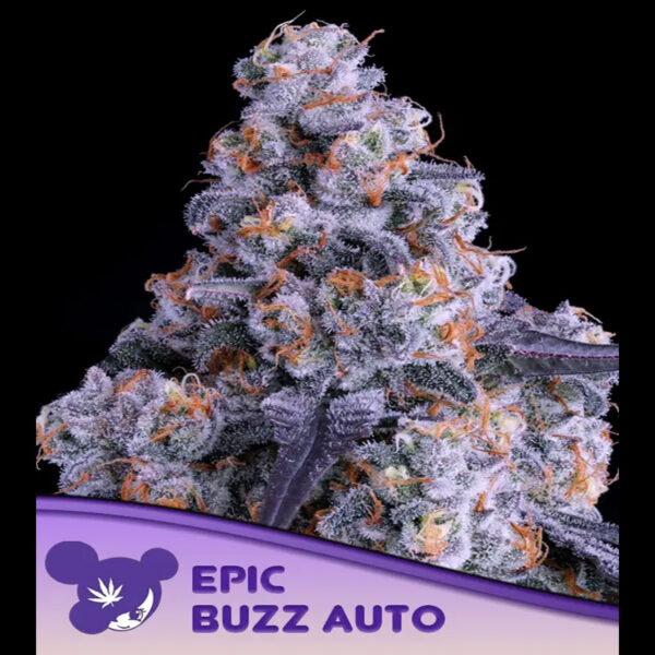 Epic Buzz Auto de Anesia Seeds