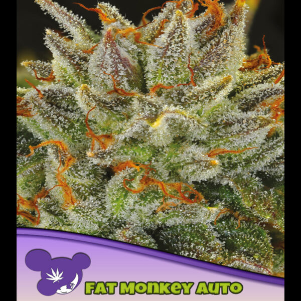 Fat Monkey Auto de Anesia Seeds