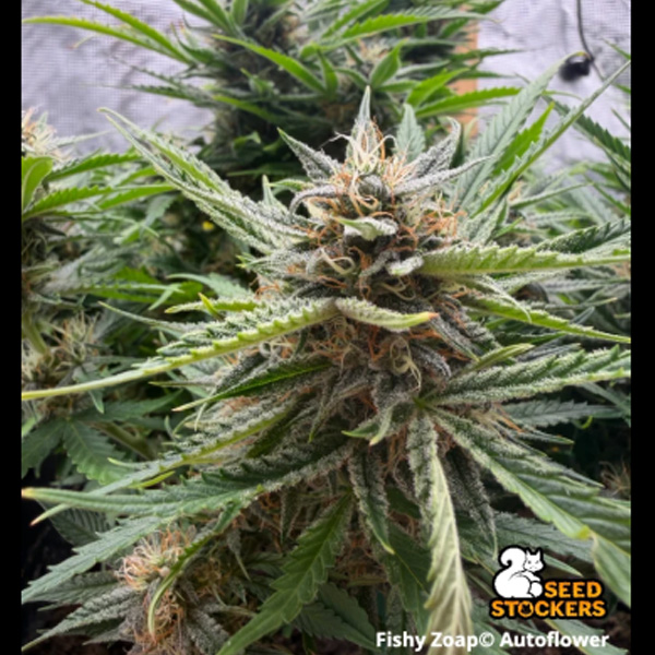 Fishy Zoap Auto de Seedstockers