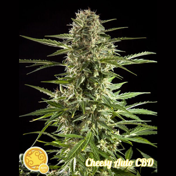 Fraggle Skunk Auto de Philosopher