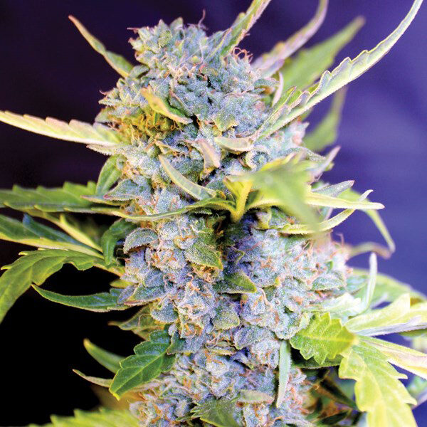 Fro Yo Auto de G13 Labs
