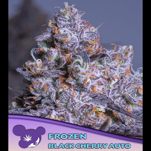 Frozen Black Cherry Auto de Anesia Seeds