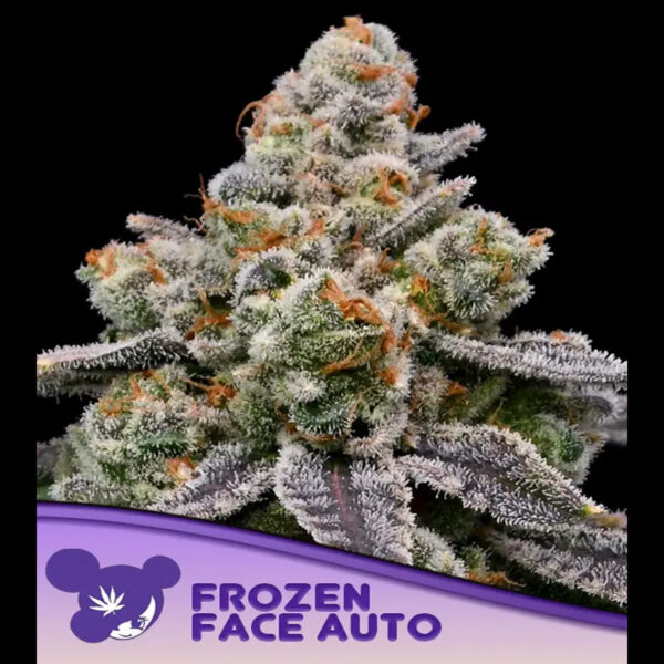 Frozen Face Auto de Anesia Seeds