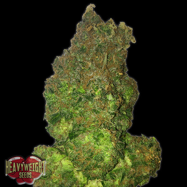 Fruit Punch Auto de Heavyweight Seeds