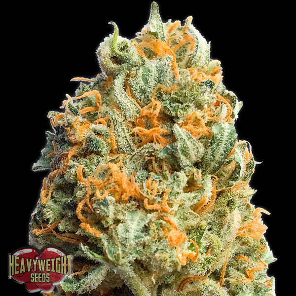 Fully Loaded Auto de Heavyweight Seeds