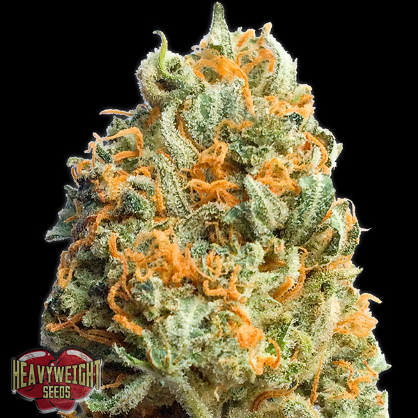 Fully Loaded Auto de Heavyweight Seeds