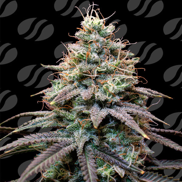 Fumepop Auto de Original Sensible Seeds
