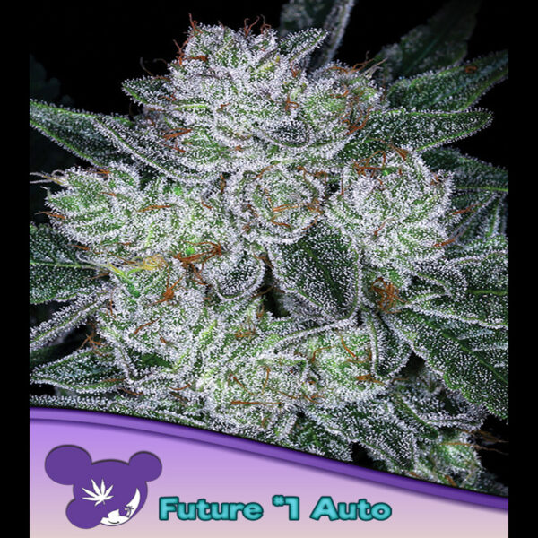 Future #1 Auto de Anesia Seeds