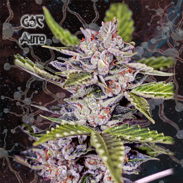 Gsc Auto de Geneseeds Y Nemeseeds