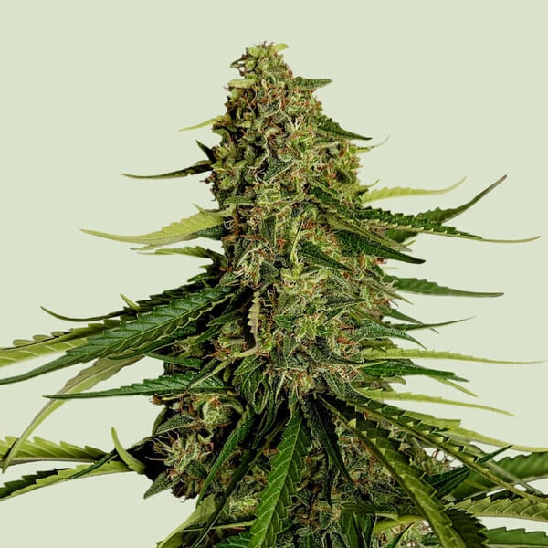 Gaia F1 Auto de Royal Queen