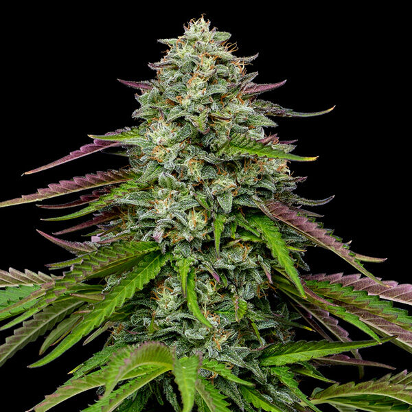 Garlic Budder Auto de Humboldt Seeds Company