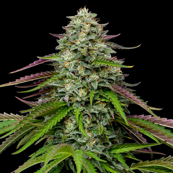 Garlic Budder Auto de Humboldt Seeds Company