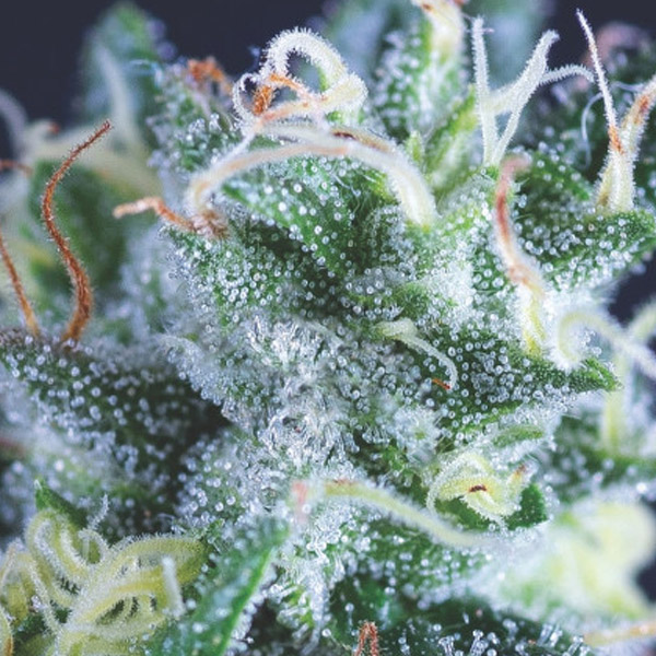 Gelato Auto de Pyramid Seeds
