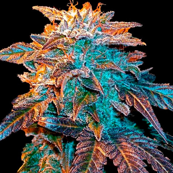 Gelato Auto de Female Seeds